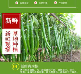 新鮮線椒批發指南 尖椒、青椒、二荊條一站式采購，壞椒包賠保障